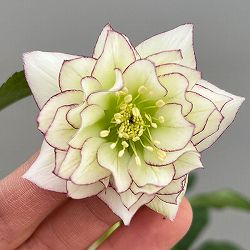 富岡園芸さんのクリスマスローズ：26-05ダブル／3.5号ポット【現品販売】