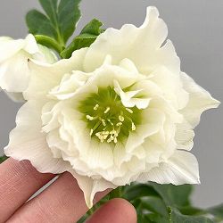 富岡園芸さんのクリスマスローズ：26-06ダブル／3.5号ポット【現品販売】