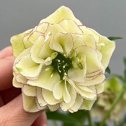 富岡園芸さんのクリスマスローズ：26-07ダブル／3.5号ポット【現品販売】