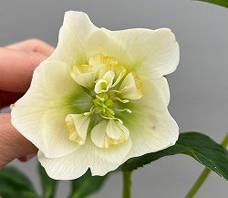 富岡園芸さんのクリスマスローズ：26-09セミダブル／3.5号ポット【現品販売】