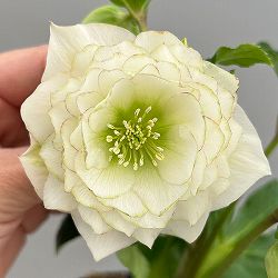 富岡園芸さんのクリスマスローズ：26-11ダブル／3.5号ポット【現品販売】