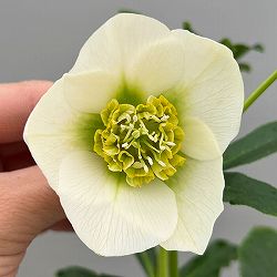 富岡園芸さんのクリスマスローズ：26-13シングル／3.5号ポット【現品販売】