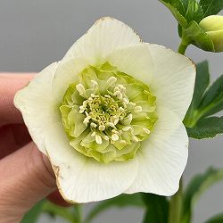 富岡園芸さんのクリスマスローズ：26-14セミダブル／3.5号ポット【現品販売】