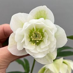 富岡園芸さんのクリスマスローズ：26-15ダブル／3.5号ポット【現品販売】