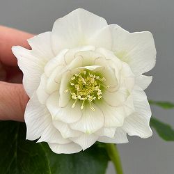 富岡園芸さんのクリスマスローズ：26-16ダブル／3.5号ポット【現品販売】