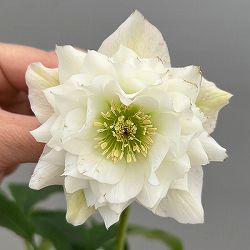 富岡園芸さんのクリスマスローズ：26-17ダブル／3.5号ポット【現品販売】