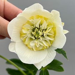 富岡園芸さんのクリスマスローズ：26-18セミダブル／3.5号ポット【現品販売】