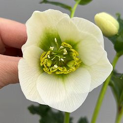 富岡園芸さんのクリスマスローズ：26-19シングル／3.5号ポット【現品販売】