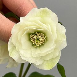 富岡園芸さんのクリスマスローズ：26-20ダブル／3.5号ポット【現品販売】