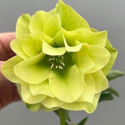 富岡園芸さんのクリスマスローズ：26-21ダブル／3.5号ポット【現品販売】