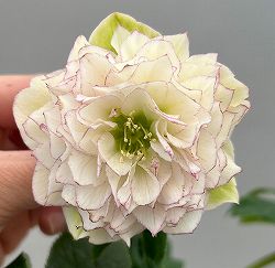 富岡園芸さんのクリスマスローズ：26-22ダブル／3.5号ポット【現品販売】