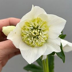 富岡園芸さんのクリスマスローズ：26-23セミダブル／3.5号ポット【現品販売】