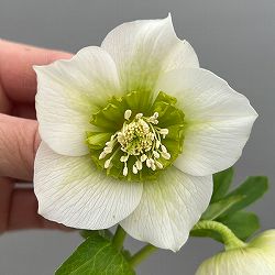 富岡園芸さんのクリスマスローズ：26-24セミダブル／3.5号ポット【現品販売】