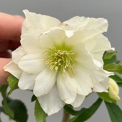 富岡園芸さんのクリスマスローズ：26-26ダブル／3.5号ポット【現品販売】