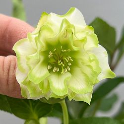 富岡園芸さんのクリスマスローズ：26-27ダブル／3.5号ポット【現品販売】