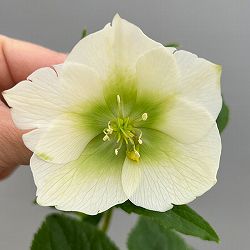 富岡園芸さんのクリスマスローズ：26-28シングル／3.5号ポット【現品販売】