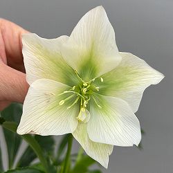 富岡園芸さんのクリスマスローズ：26-29シングル／3.5号ポット【現品販売】