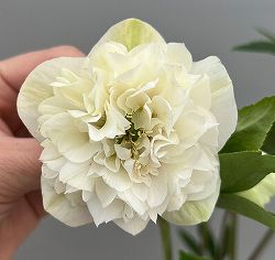 富岡園芸さんのクリスマスローズ：26-30ダブル／3.5号ポット【現品販売】