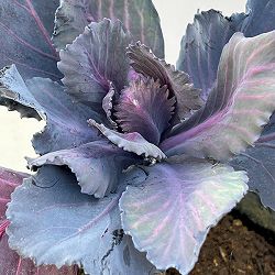 紫キャベツ：ガーデンルビー3.5号ポット