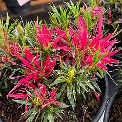 アザレア：スタースタイル・ピンクスター（桃）5号ポット