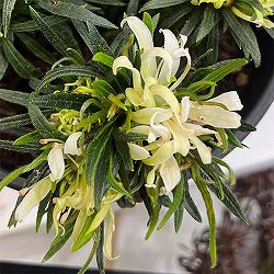 アザレア：スタースタイル・ホワイトスター（白）5号ポット