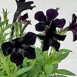 ペチュニア：テヌート3-3.5号ポット 3株セット