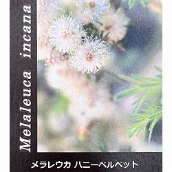 メラレウカ：ハニーベルベット5号ポット
