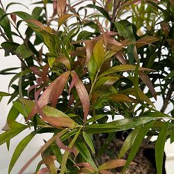 カリステモン：グレートボール オブ ファイヤー5号ポット