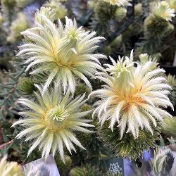 フィリカ プベッセンス：ワフトフェザー4号ポット