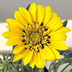 八重咲きガザニア：ロミーヌ レモンイエロー3.5号ポット