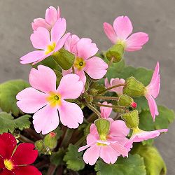 プリムラ　シネンシス：ジョリーステラ ピンク3.5号ポット