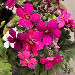 プリムラ　シネンシス：ジョリーステラ　ローズ3.5号ポット