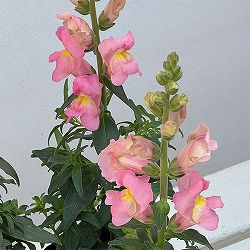 キンギョソウ（金魚草）：キャンディートップス　ピンクSK1-92(試作）3.5号ポット