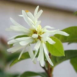 トキワマンサク：コンパクタ6号ポット