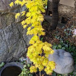 モミジ（カエデ）：ジョーダン7号ポット