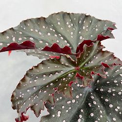 [26年4月上旬予約]ベゴニア：リトルミスマミー　2.5号ポット