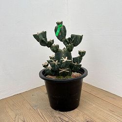 サボテン：ハシラサボテンブランチ仕立て　10号鉢植え26-01