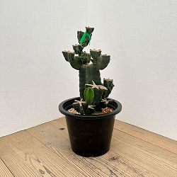 サボテン：ハシラサボテンブランチ仕立て　10号鉢植え26-02