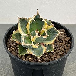 アガベ：チタノタ　白鯨斑入り　5号鉢植え26-01