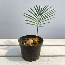 ソテツ（蘇鉄）3号ポット