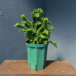 ネフロレピス：エミーナ（エミナ）5号鉢植え