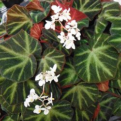 ベゴニア：ソリムタータ　3.5号ポット