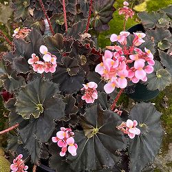 ベゴニア：ダークマンボ3.5号ポット*