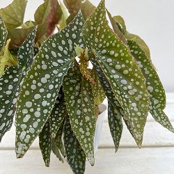 ベゴニア：ホワイトアイス　3.5号ポット