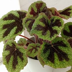 ベゴニア：マッソ二アーナ　3.5号ポット