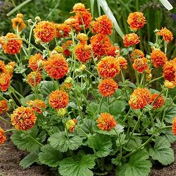 ゲウム（西洋ダイコンソウ）：オレンジパンプキン4号ポット