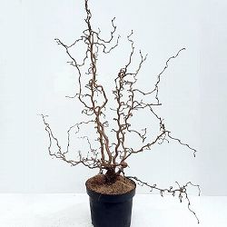 ハシバミ（コルリス）：メデューサ6号鉢植え