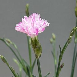 ナデシコ（四季咲きナデシコ）：極小輪・白雪姫絞り咲き2.5号ロングポット