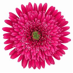 [26年4月上旬予約]ガーデンガーベラ（ガルビネア）：サンシェイパー　トロピカル　ミロウ4号ポット