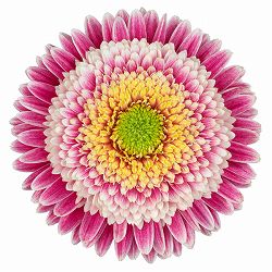 [26年4月上旬予約]ガーデンガーベラ（ガルビネア）：サンシェイパー　トロピカル　コリーヌ（複色）4号ポット